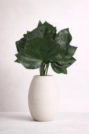 Hedera Leaves