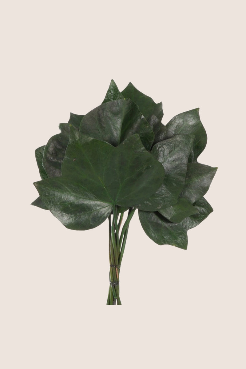 Hedera Leaves
