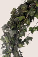 Hedera Helix Mini - Pack 25 u.