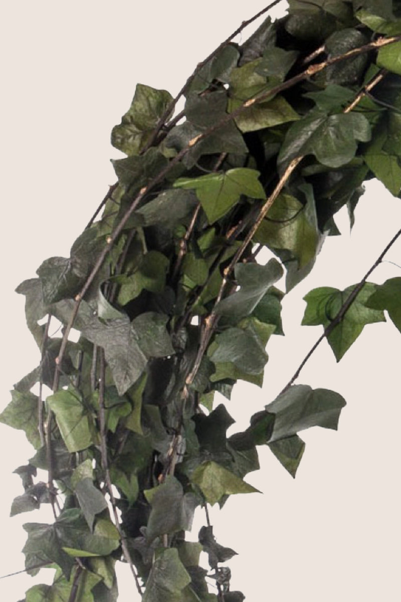 Hedera Helix Mini