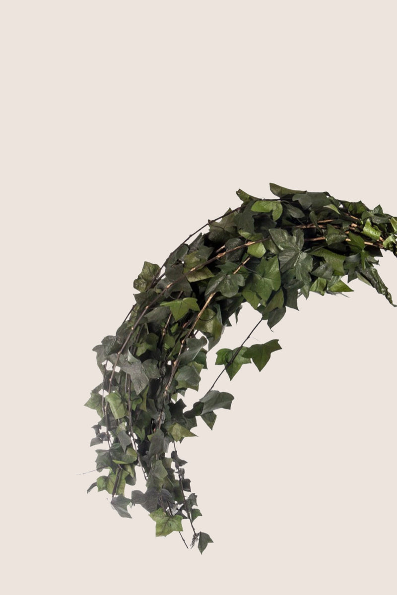 Hedera Helix Mini