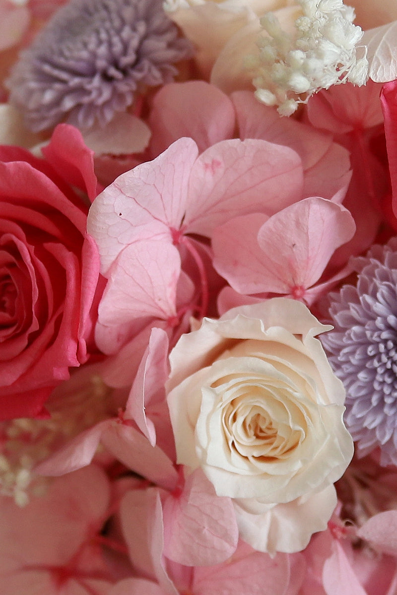 Hortensia Premium