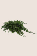 Juniperus