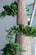 Juniperus
