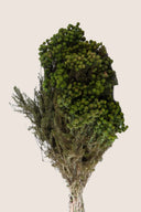 Lanuginosa
