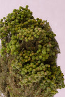 Lanuginosa