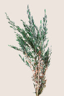 Lepto Lungifolia