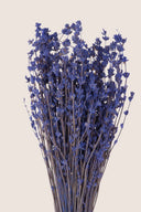 Lavander Soft Lilac