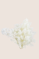 Ming fern