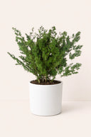 Ming fern