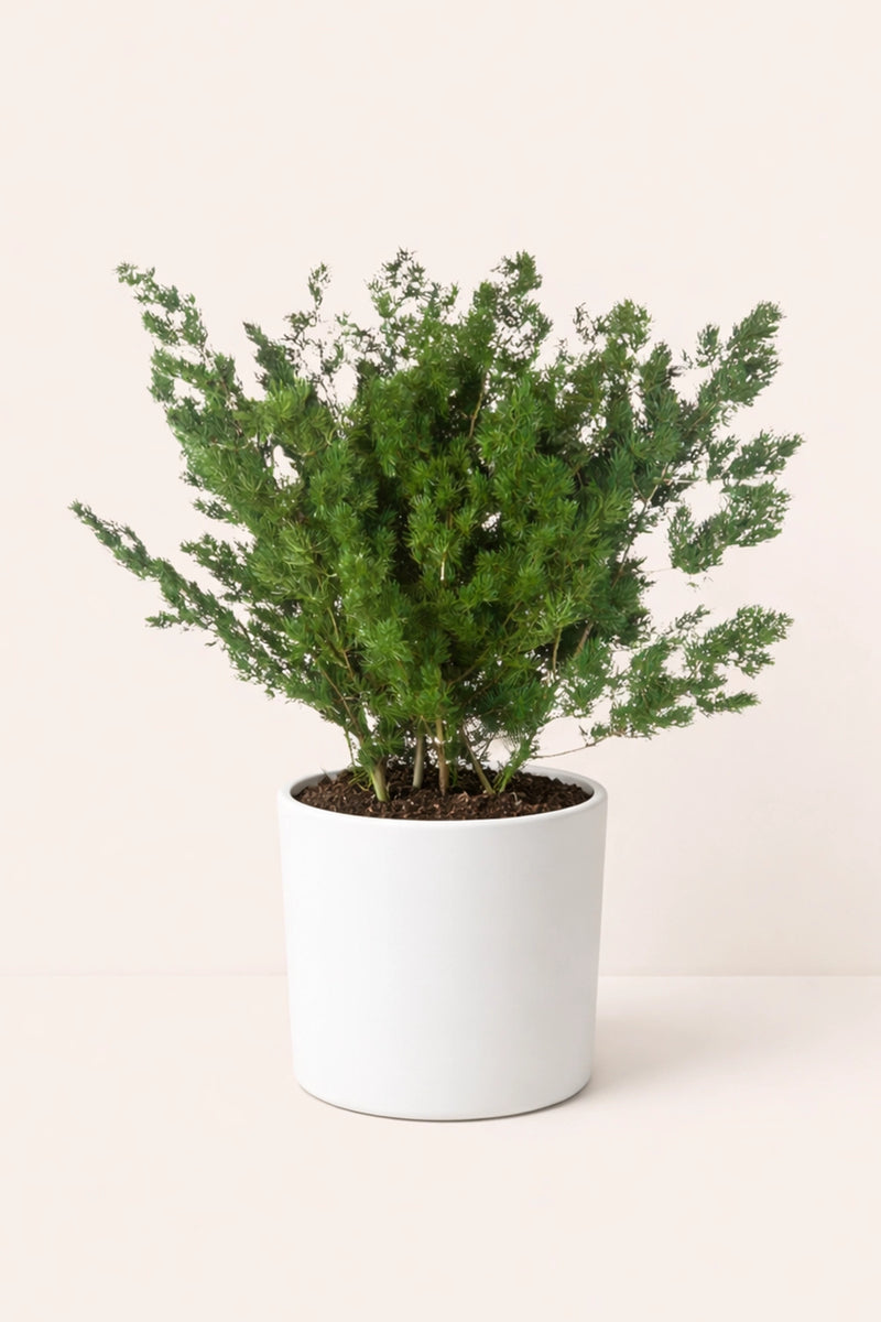Ming fern