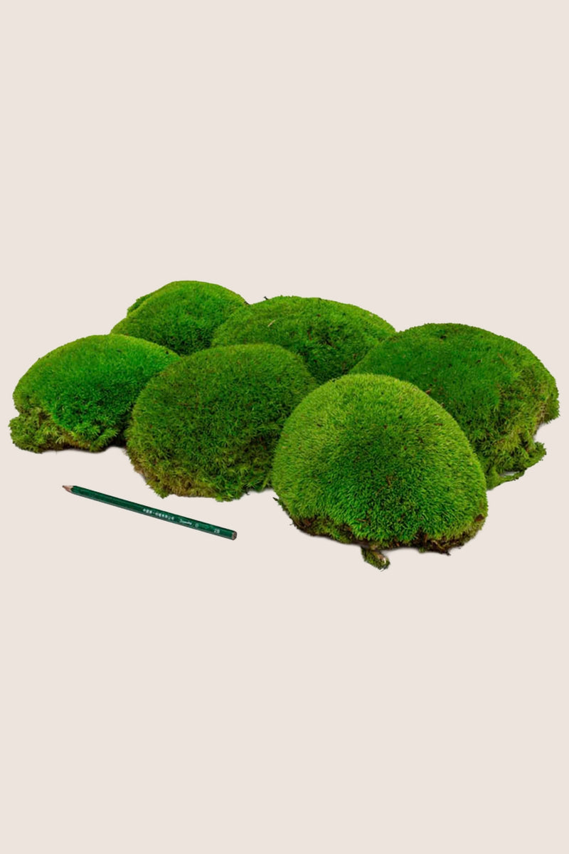 XL Pole Moss Bulk