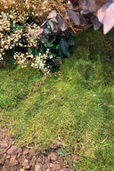 Flat Moss Bag - Pack 1.1 Lb.