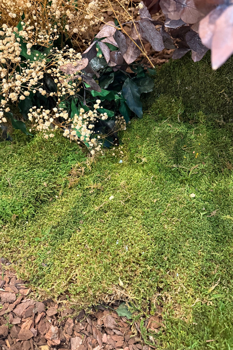 Flat Moss 1.1 lb