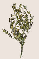 Olive Branch