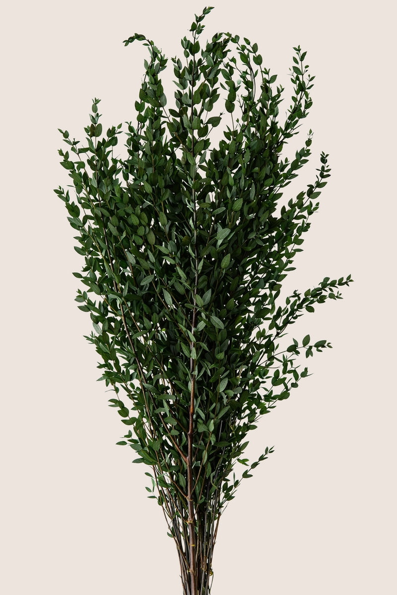 Parvafolia