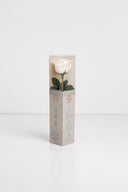 Amorosa Mini Gift Box Stem Rose - Pack 25 u.
