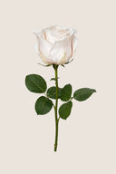 Amorosa Mini Gift Box Stem Rose - Pack 25 u.