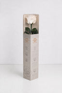 Amorosa Premium Gift Box Stem Rose - Pack 12 u.