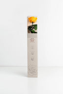 Amorosa Premium Gift Box Stem Rose - Pack 12 u.