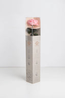 Amorosa Premium Gift Box Stem Rose - Pack 12 u.