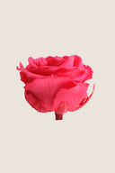 Amorosa Premium Bulk Stem Rose - Pack 12 u.