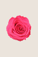 Amorosa Premium Bulk Stem Rose - Pack 12 u.