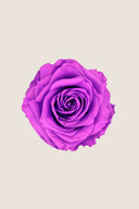 Amorosa Premium Bulk Stem Rose - Pack 12 u.