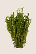 Pubescens