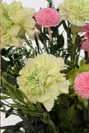 Shaded Carnation - Box 6 heads