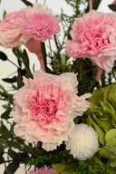 Shaded Carnation - Box 6 heads