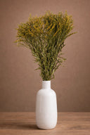Solidago