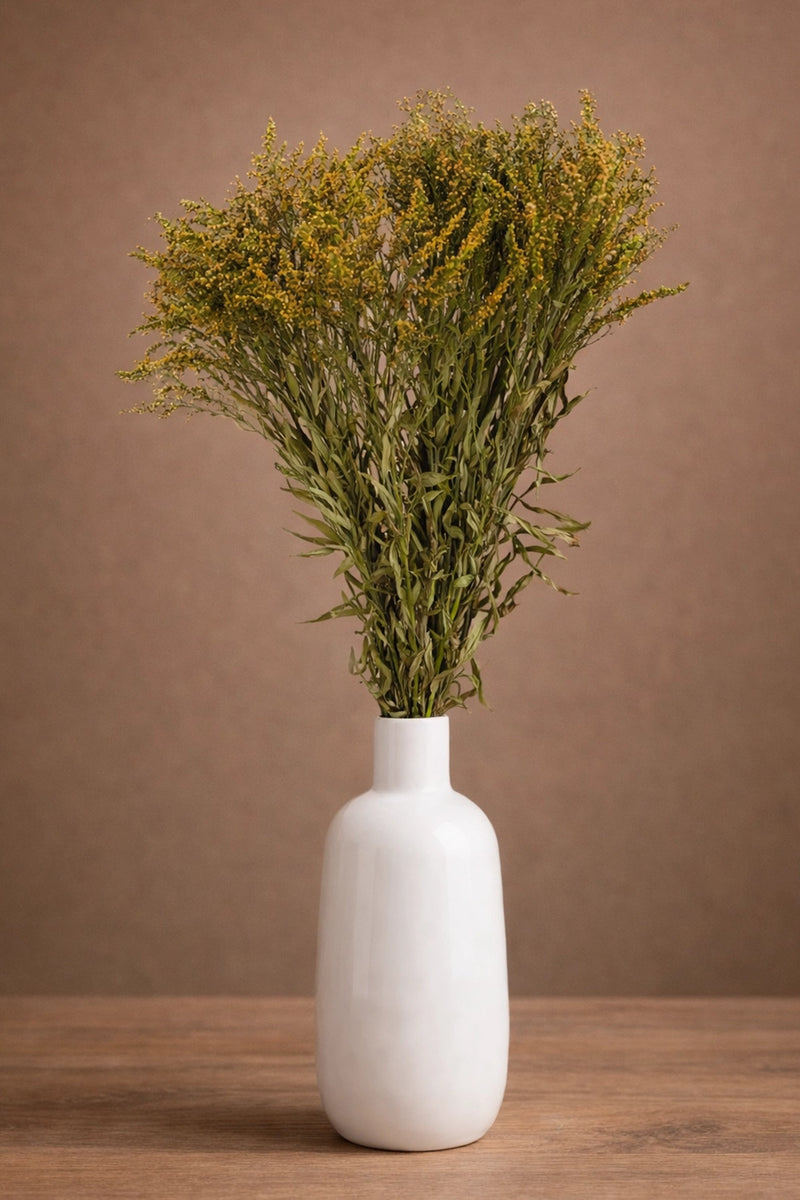Solidago