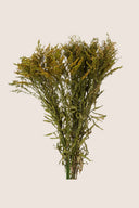 Solidago