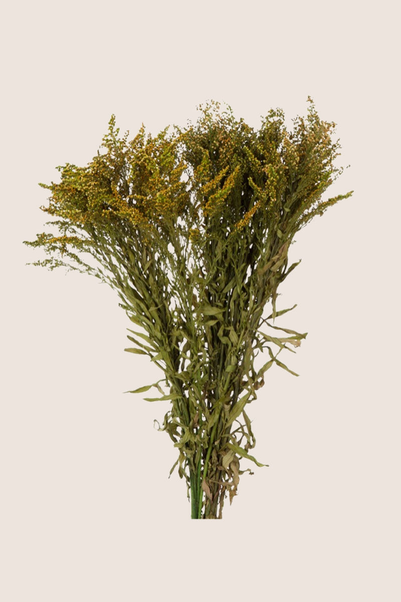 Solidago