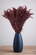 Solidago
