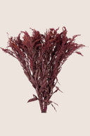 Solidago