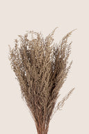 Stoebe