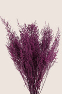 Stoebe