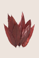 Tropical Leaf