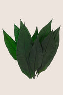 Tropical Leaf