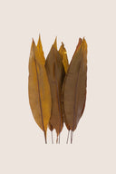 Tropical Leaf