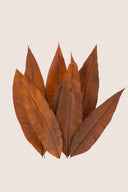 Tropical Leaf