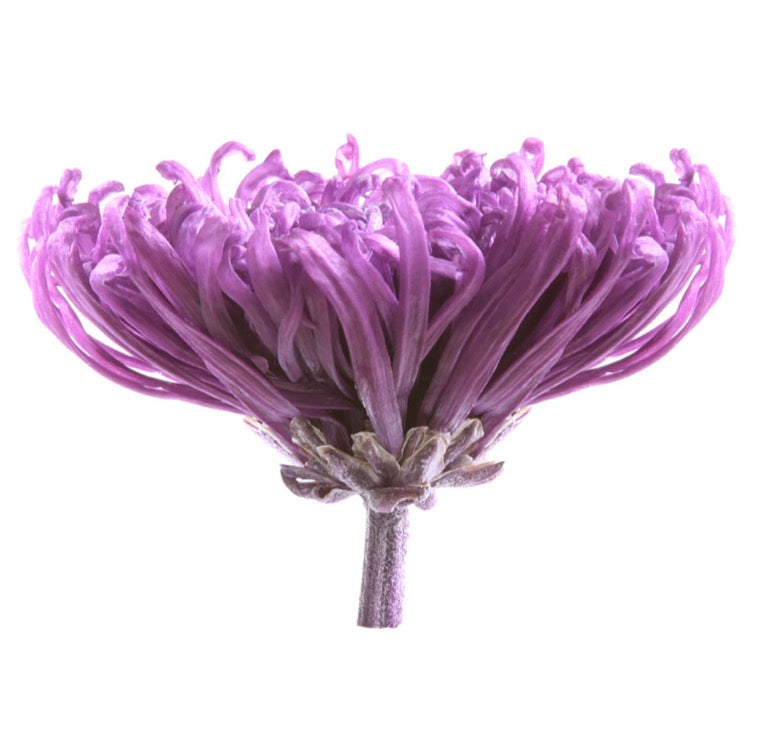 Chrysanthemum - Anastasia