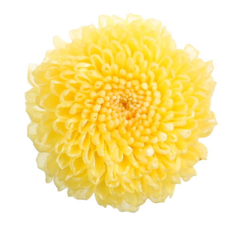 Chrysanthemum - Focus