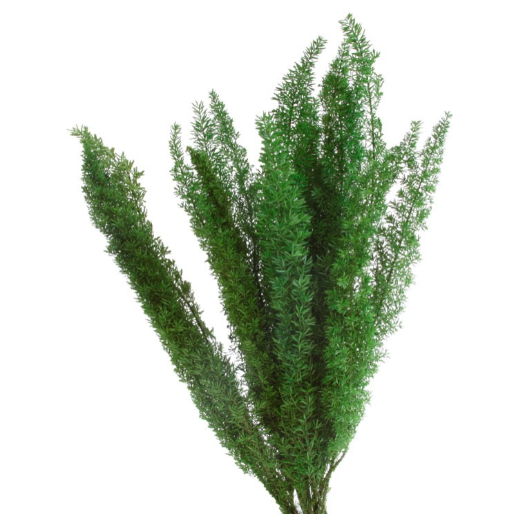 Fox Tail Fern