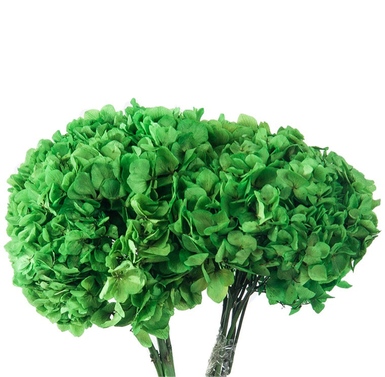 Shop Preserved Hydrangeas - Solid Color Hydrangeas