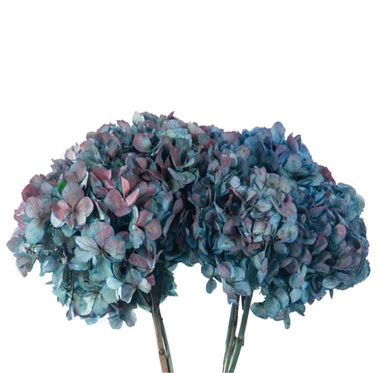 Hydrangeas - Bicolor