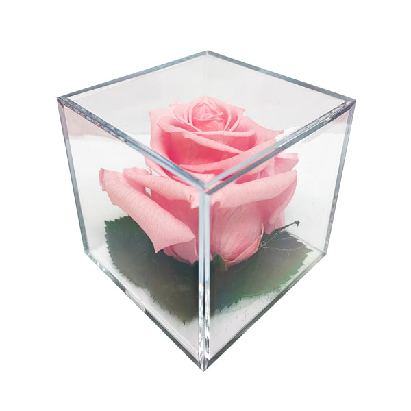 Roses in Acrylic Cubes
