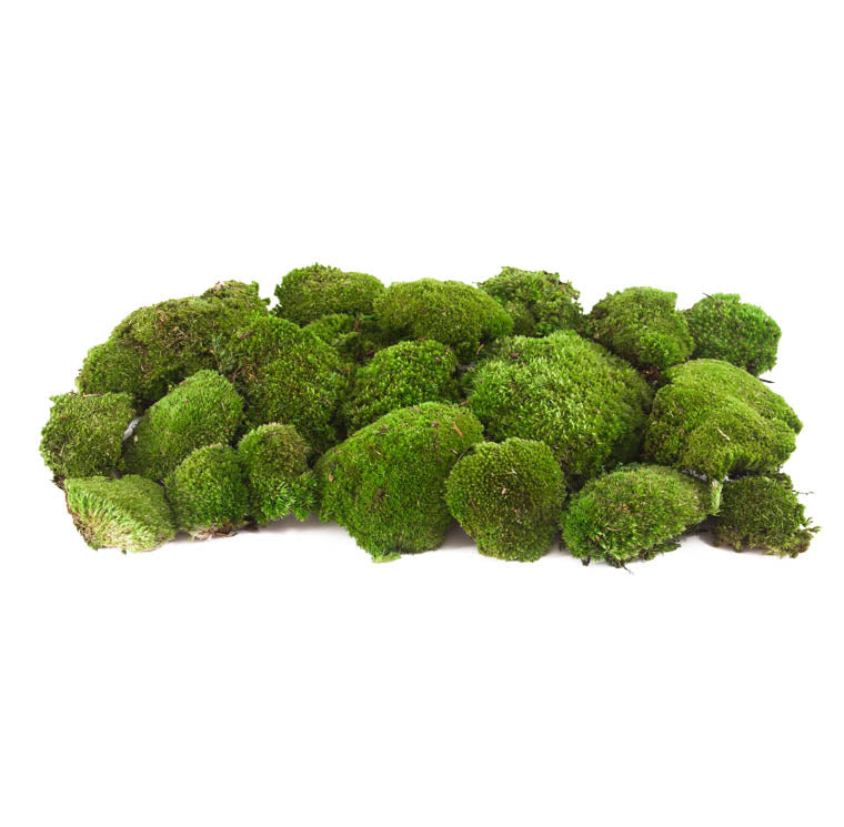 Preserved mosses - Wholesaler - Wholesale / Online Purchase